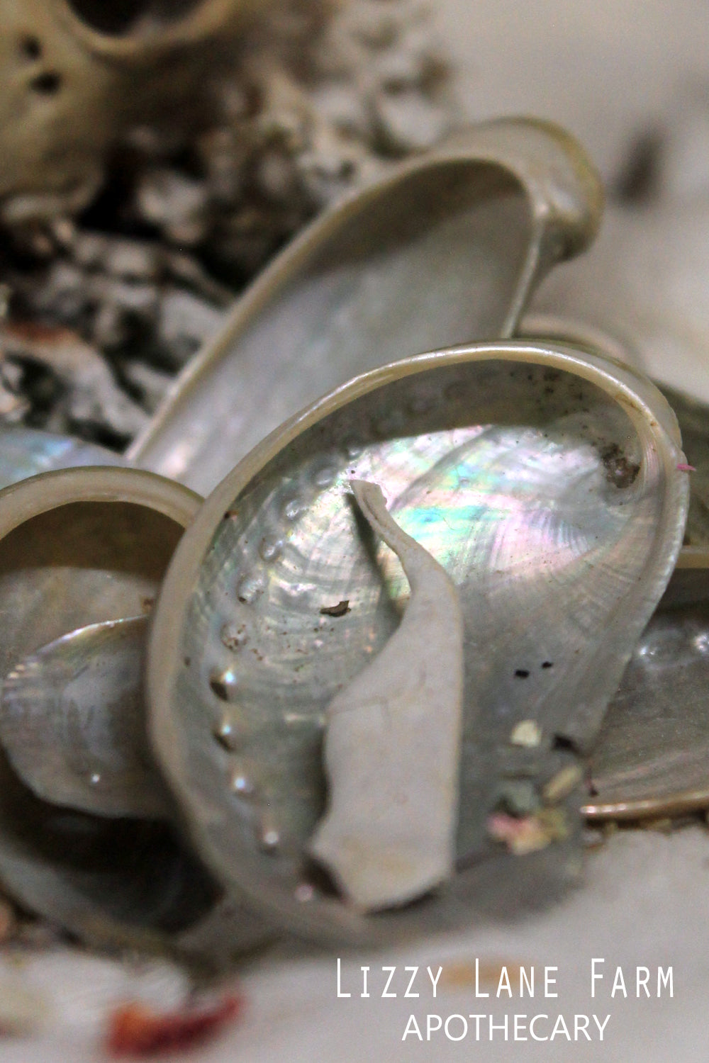 A small Abalone shell with a single sage leaf for size comparison. The shell showcases its iridescent, natural beauty, perfect for use in smudging rituals, as a herb or resin scoop, or as a unique piece of calming decor.