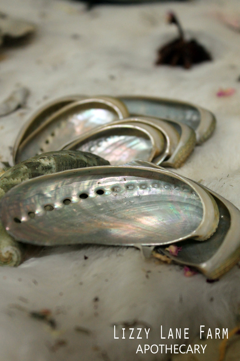 mini abalone shell