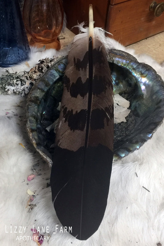 Red Tail Hawk Smudging Feather
