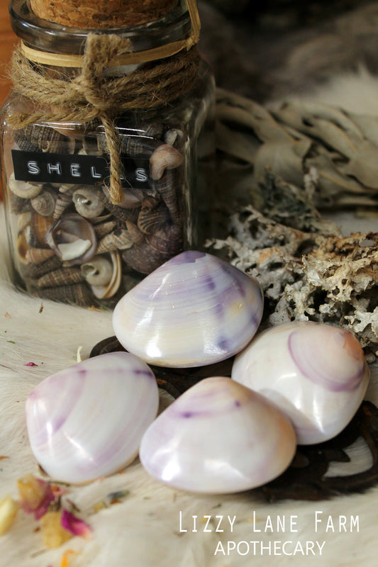 Four polished Wampum clam shells with soft purple and ivory hues resting on white fur and a vintage iron trivet. Sealed closed and arranged in gentle natural light.
