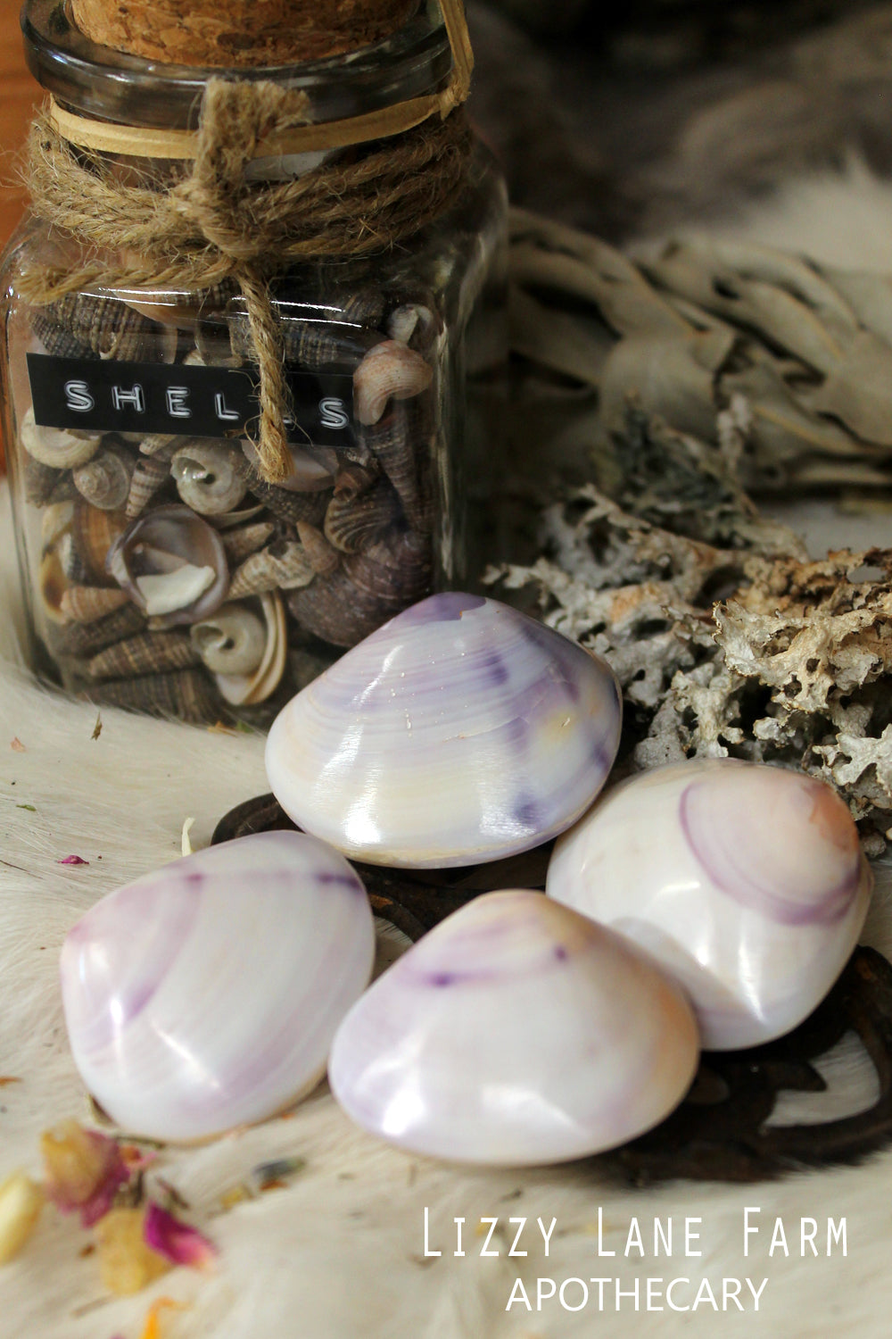 Polished Wampum Shells | Powerful money Magic | Money Charms | Charm Bag
