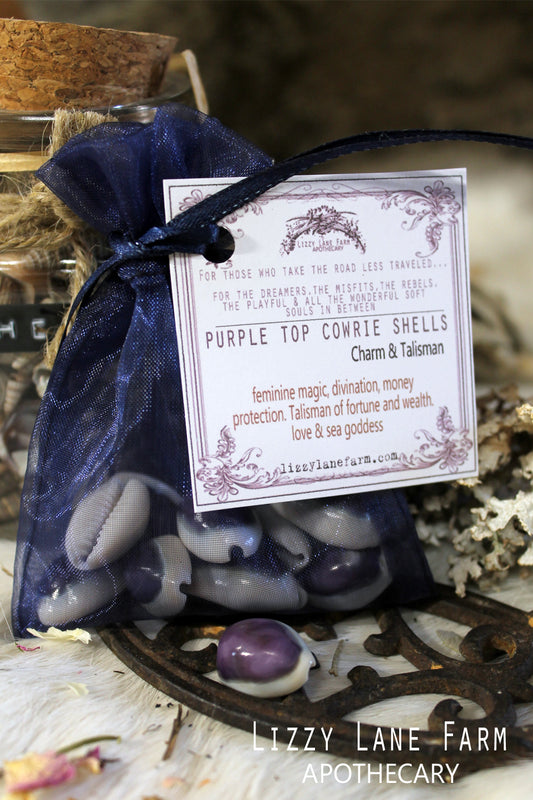 A cluster of small purple top cowrie shells resting on soft fur, surrounded by dried herbs and a rustic cast iron trivet. Glossy, natural finish with rich plum tones.