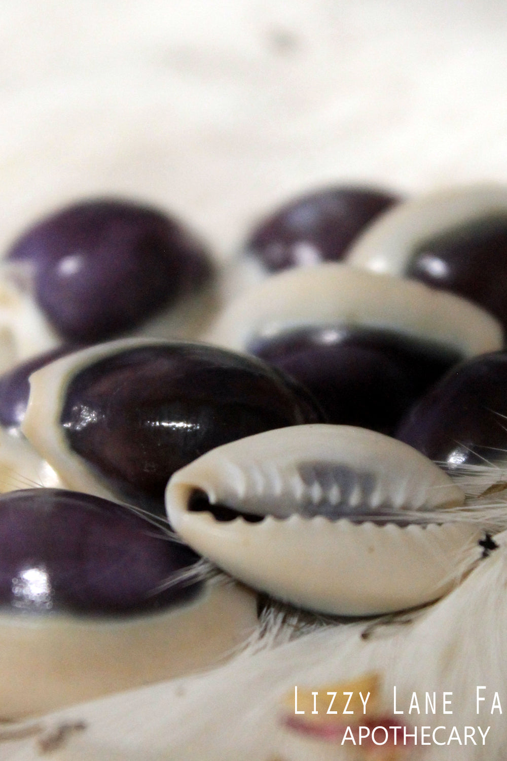 Purple Top Cowrie Shells | Powerful Divine Feminine Magic | Good Luck Charms | Charm Bag