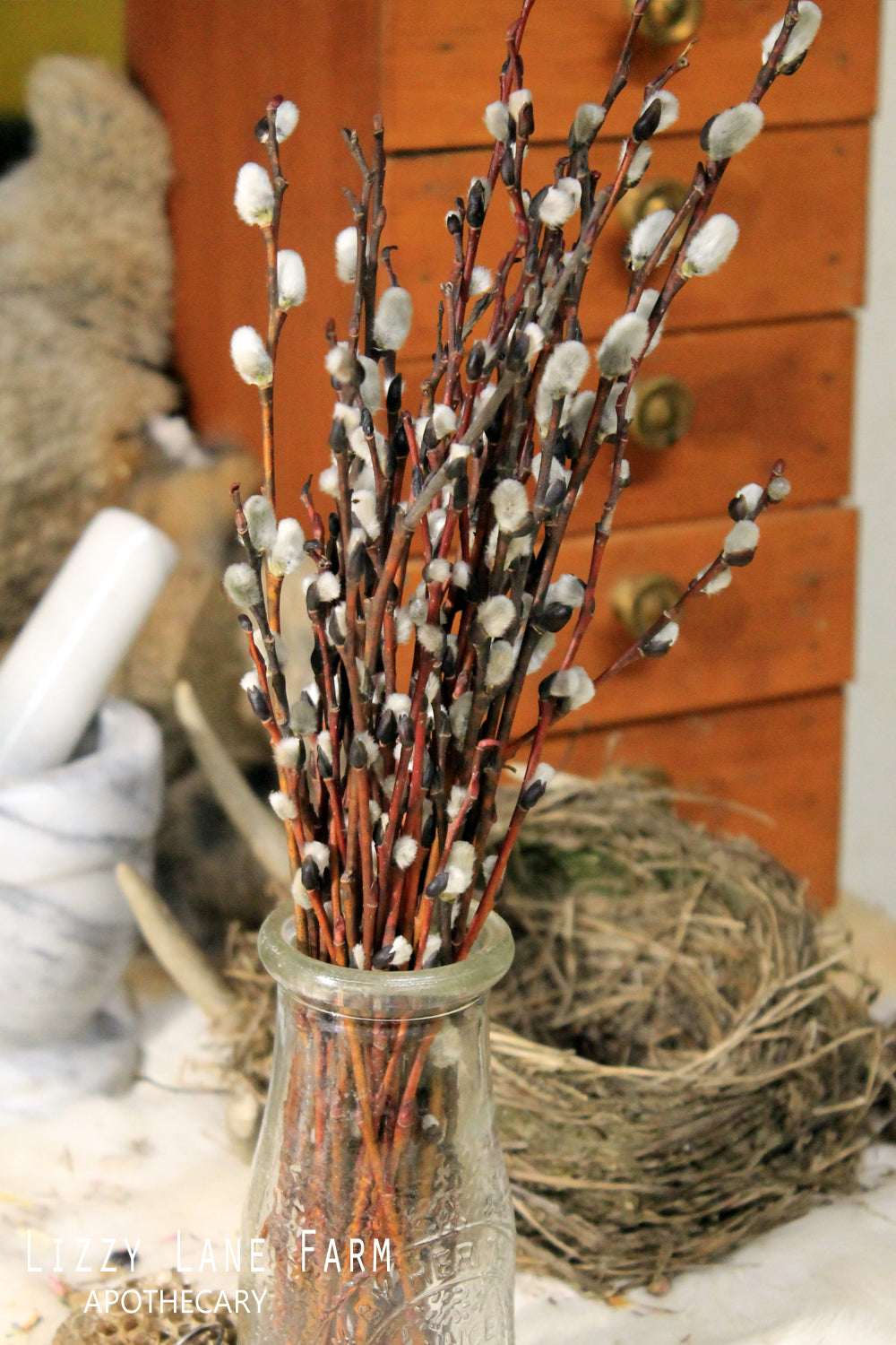 pussy willow branch bundle