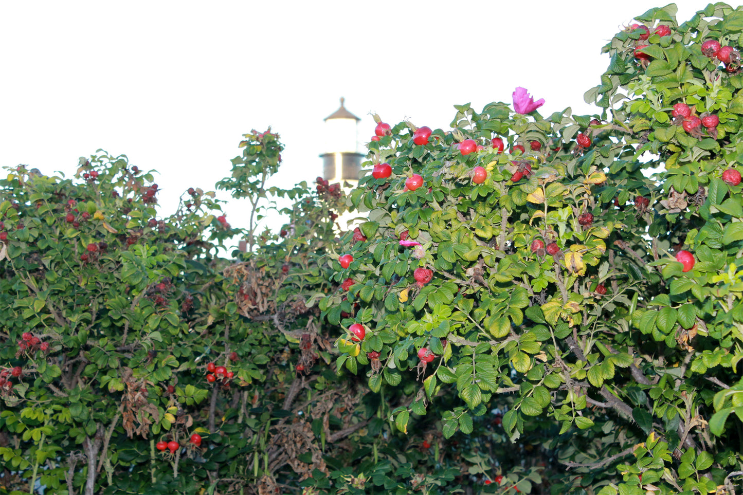 Rose Hips -seedless - Loose Dried Herb (Rosa canina) Rose Hip Tea- Organic - Lizzy Lane Farm Apothecary