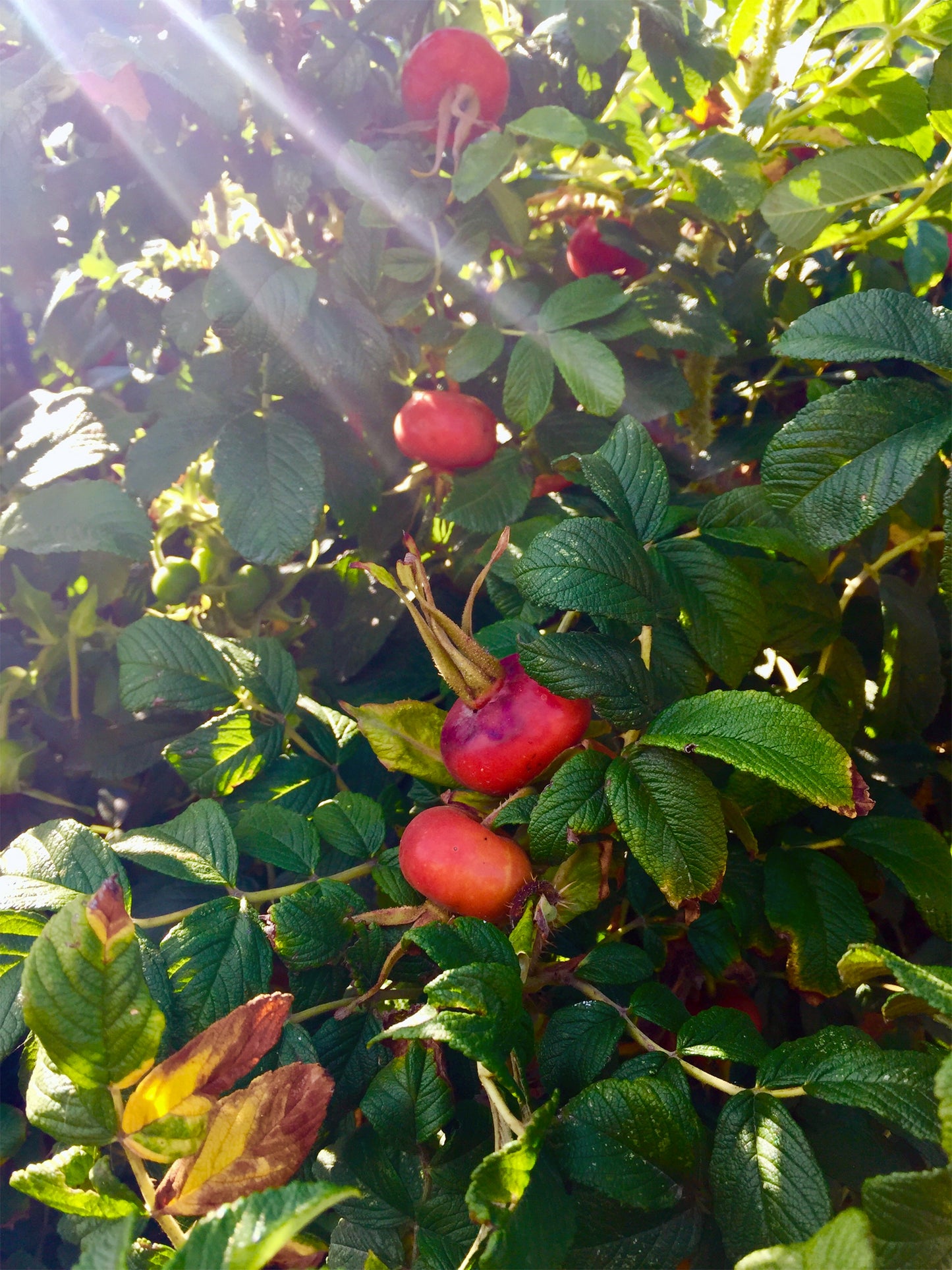 Rose Hips -seedless - Loose Dried Herb (Rosa canina) Rose Hip Tea- Organic - Lizzy Lane Farm Apothecary