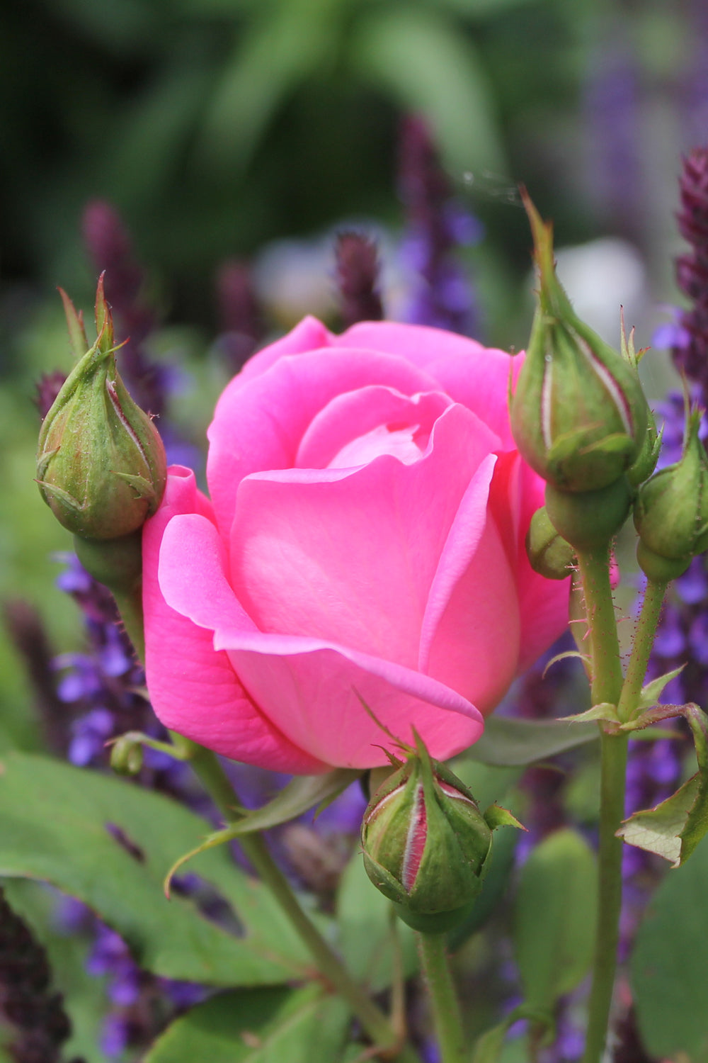 Red Rose • Fragrant Potpourri - Lizzy Lane Farm Apothecary