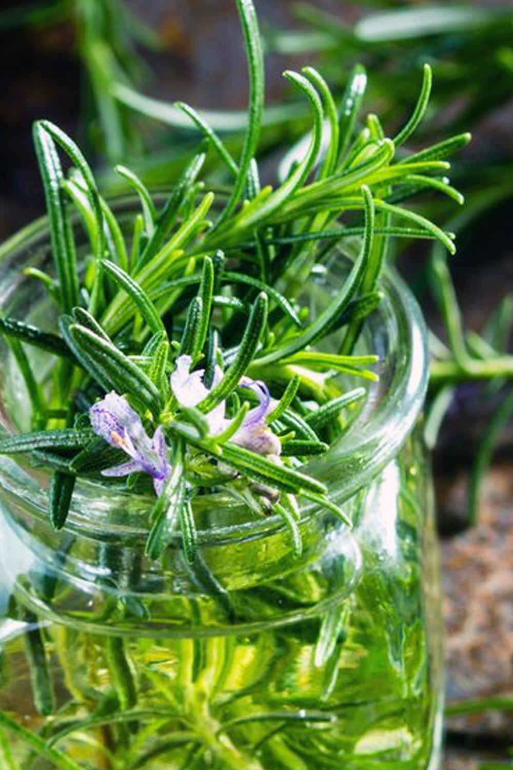 Organic Rosemary- Loose Rosemary Dried Herb (Rosmarinus officinalis) - Lizzy Lane Farm Apothecary