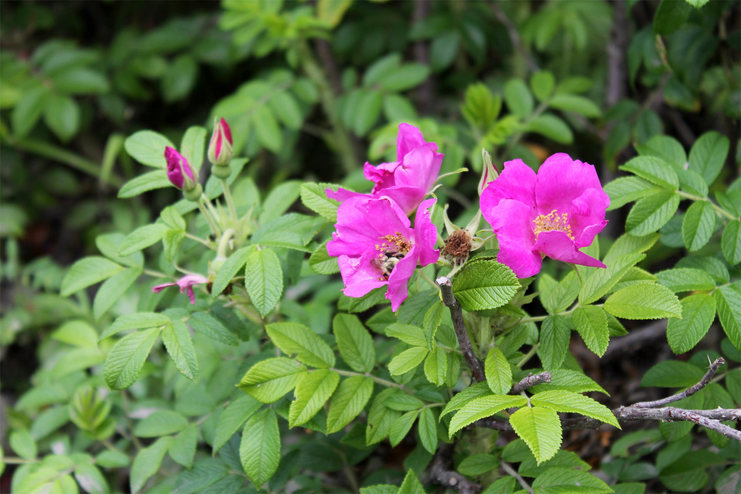 Dried Flowers, Rosebuds, L: 1 - 2 cm, 0,6 - 1 cm, Dark Pink, 1
