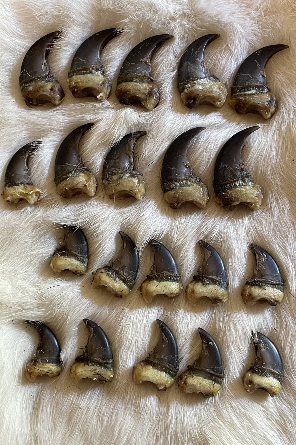 black bear claws full set front and back