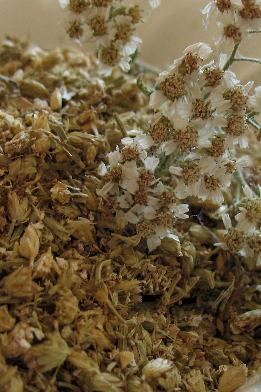 Yarrow- fresh dried - Lizzy Lane Farm Apothecary