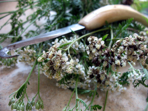 Yarrow- fresh dried - Lizzy Lane Farm Apothecary