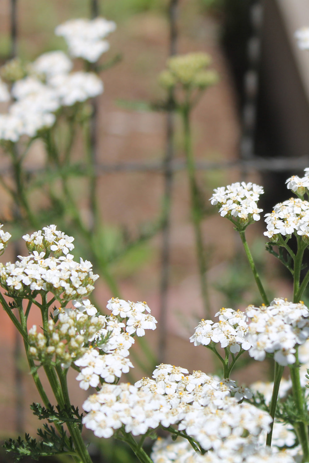 Yarrow- fresh dried - Lizzy Lane Farm Apothecary